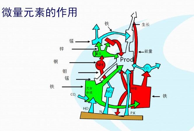 全自动樱桃视频在线播放厂家分析体内微量元素的互相作用
